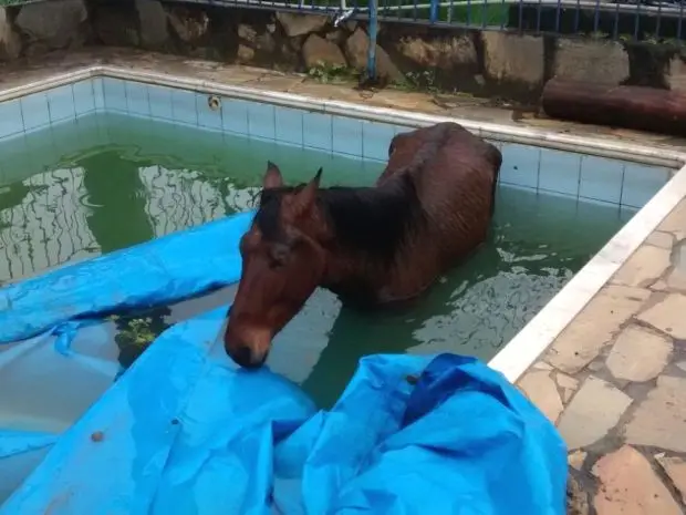 Animal caiu em piscina na manhã desta sexta-feira (19) na zona leste  (Foto:Divulgação/Corpo de Bombeiros)