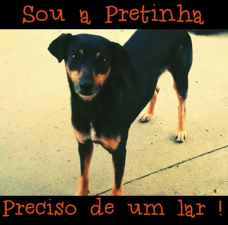 pretinha