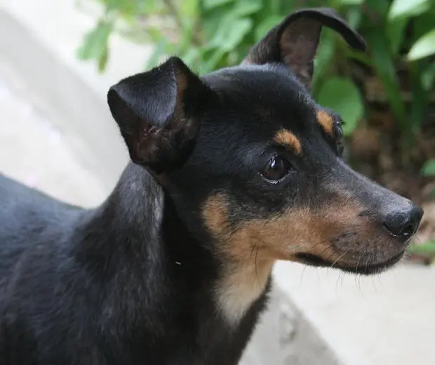 Para reduzir riscos de acidentes envolvendo animais nas pistas uma série de medidas preventivas serão adotadas