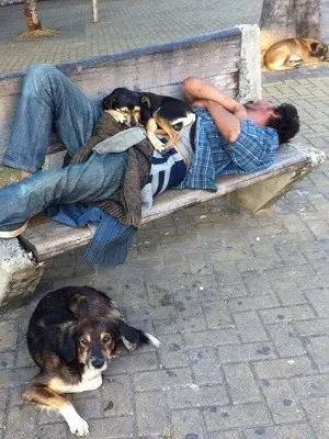 Cachorra a frente da imagem é tutelada por  morador de rua e foi arrastada (Foto: Reprodução TV TEM)