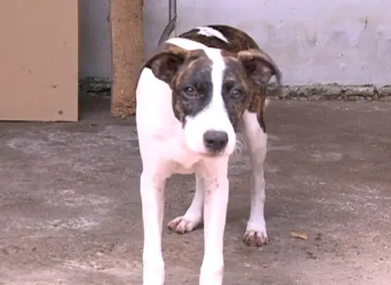 (FOTO: Reprodução/TV Jangadeiro)
