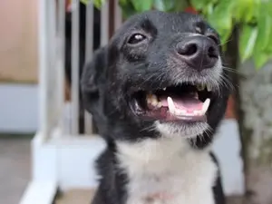Pessoas que querem adotar podem encontrar diversas informações sobre os animais no aplicativo (Foto: Elyne Santiago, voluntária de uma ONG de proteção animal)
