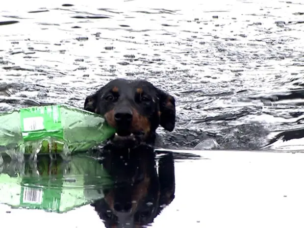 Cão que tira garrafas do Tietê é fêmea e vive com o pessoal que limpa o rio (Foto: Reprodução TV Globo)