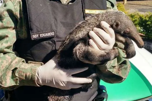 Filhote de tamanduá de aproximadamente um mês estava sem a mãe em uma plantação. Foto: Polícia Militar do Meio Ambiente/Divulgação