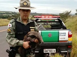 Filhote órfão foi encaminhado à Hospital Veterinário (Foto: Polícia Militar Rodoviária/Divulgação)