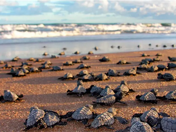 Mais de 36 mil filhotes de tartarugas marinhas foram protegidos na Bahia até junho (Foto: Divulgação/ONG PAT Ecosmar)