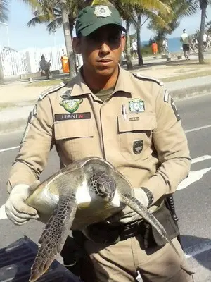 Tartaruga estava bem debilitada ao ser resgatada (Foto: Guarda Municipal/Divulgação)