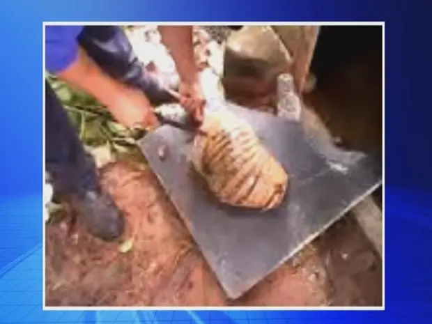 Homens gravaram vídeo assassinando tatu (Foto: Reprodução / TV TEM)