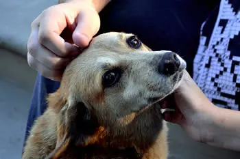 Para resgatar algum cão ou gato abandonado, é preciso se aproximar com cautela, porque, muitas vezes, eles tendem a se afastar das pessoas ou se mostrarem agressivos, devido às experiências ruins que tiveram ao longo da vida. (Foto: Petlove) 