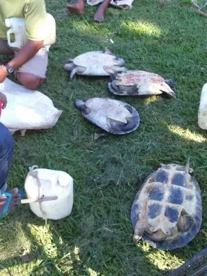 Tartarugas são vendidas em praça de Santa Terezinha (MT). (Foto: Paulo Xavier/ Arquivo pessoal)