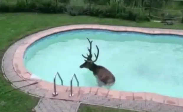 Veado precisou ser resgatado pelos bombeiros após cair em piscina na Itália (Foto: Reprodução/YouTube/TVL)