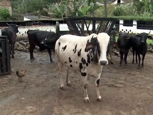 Idoso abriga animais de grande porte no imóvel (Foto: Reprodução/TV Tribuna)