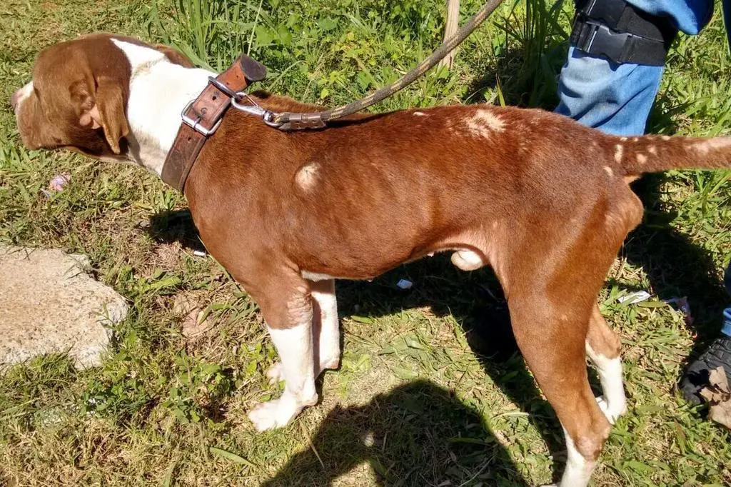 Foto: Polícia Civil / Divulgação