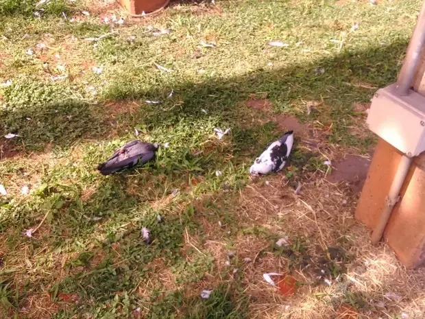 Foto: Polícia Militar de Meio Ambiente/Divulgação