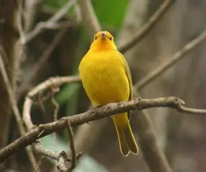 Das 18 aves, 14 eram canários da terra  (Foto: Reprodução)