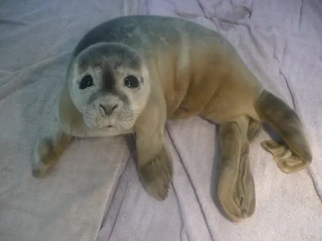 Foto: Skegness Natureland Seal Sanctuary