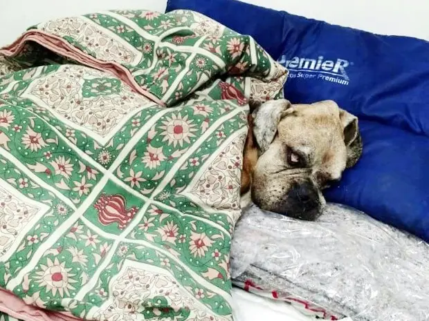 Foto: Divulgação/Codevida
