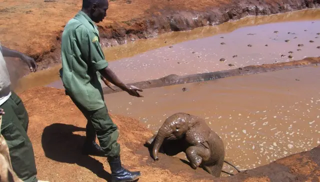 Foto: Facebook/The David Sheldrick Wildlife Trust 