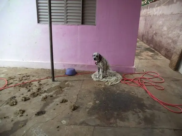 Policiais encontraram o cão da raça dálmata, fêmea, em uma área sem água e alimentação, presa a uma corrente curta, magra e com muitas fezes ao redor dela