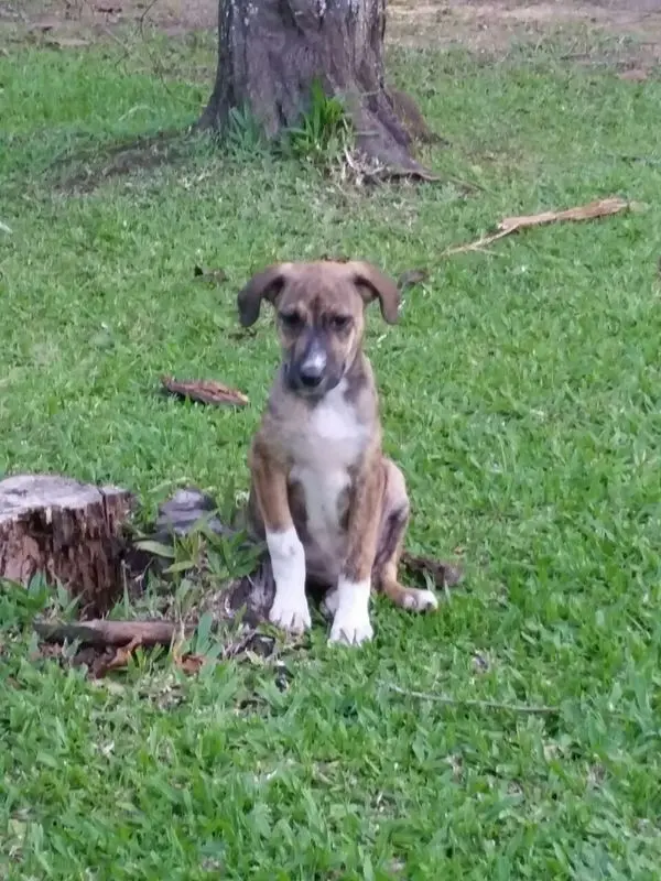 Frida (Foto: Divulgação)