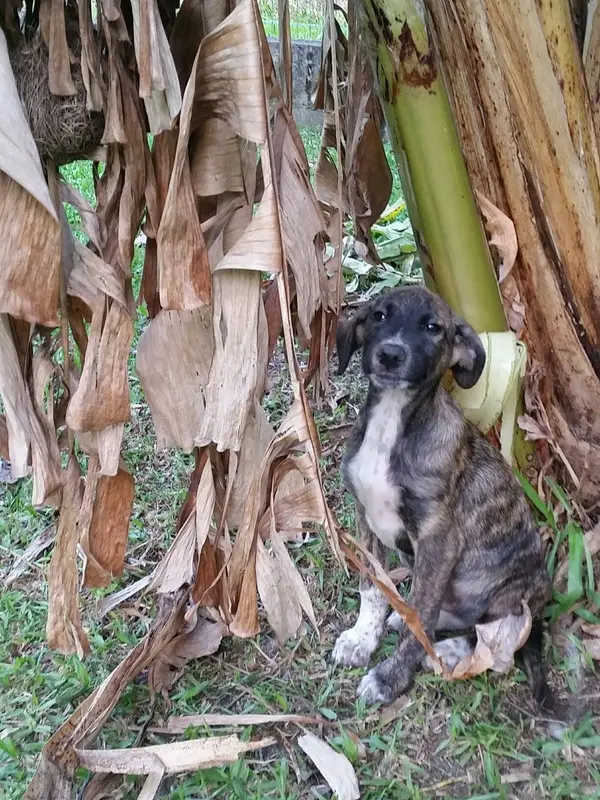 Fritz (Foto: Divulgação)