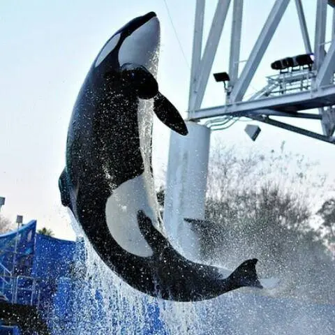 Foto: Facebook/Katina orca