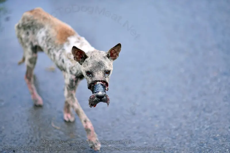 Foto: Say No To Dog Meat