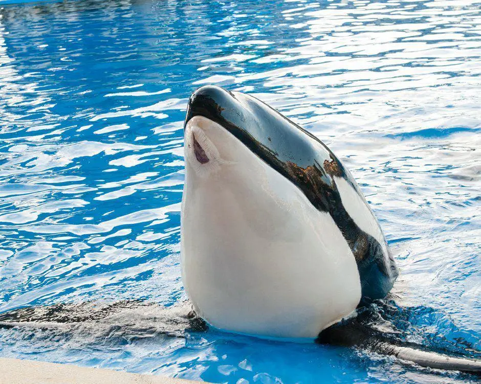 Foto: Facebook/The Orca Project