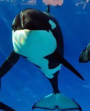 Foto: Facebook/Sea World San Diego Orcas