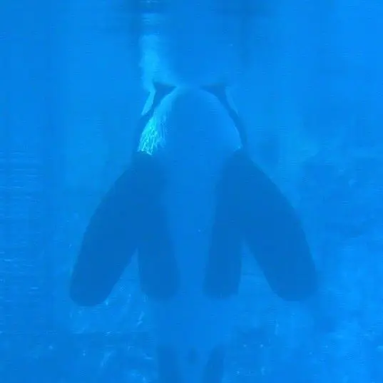 Foto: Facebook/The Orca Project