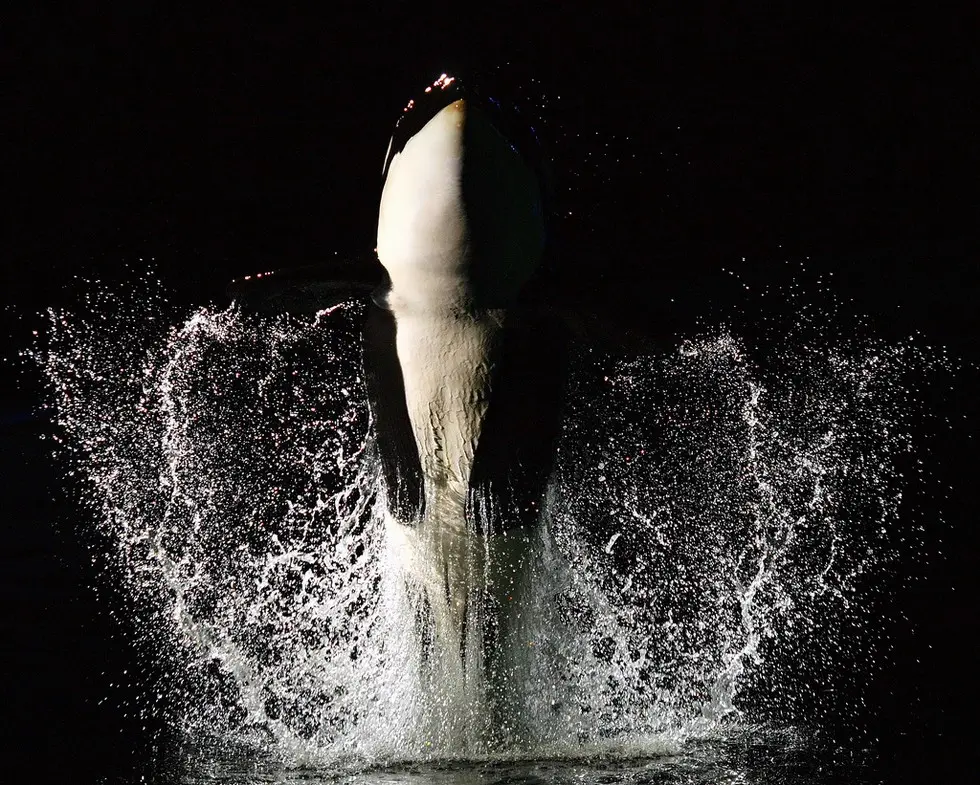 Foto: Flickr/Bryce Bradford