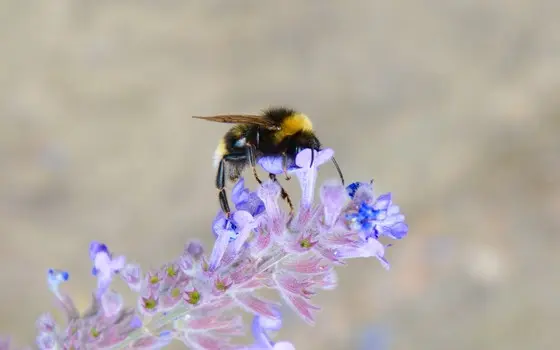 Abelha da espécie Bombus ternarius (Foto: Jeremy T. Kerr/AAAS)