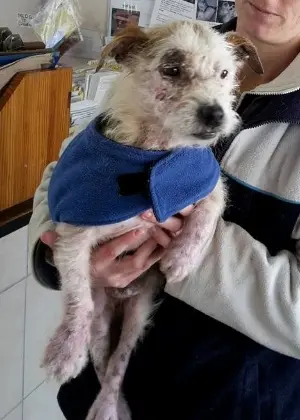 Trax, depois de ser tratado e alimentado