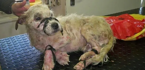Reprodução/Facebook/Animal Welfare Helderberg