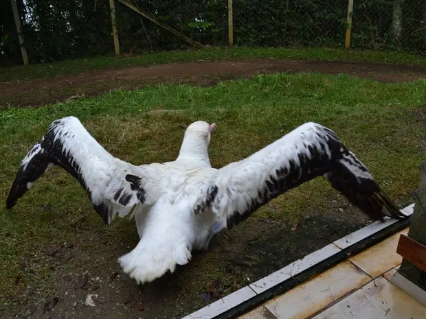 Albatroz foi levado para tratamento pela Polícia Ambiental (Foto: Divulgação/Instituto Argonauta)