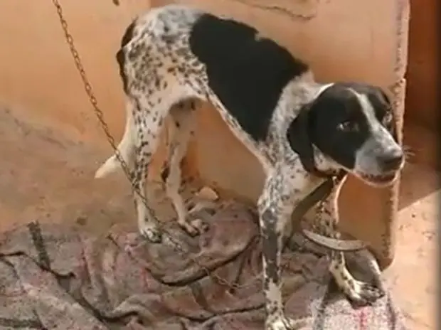 Animais estavam amarrados (Foto: Divulgação / ONG DPAM)