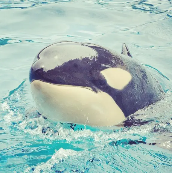 Foto: Instagram/seaworldsandiego