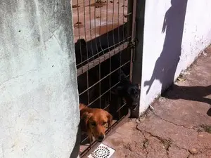 Alguns dos cães sobre os cuidados da APA (Foto: Mariely Dalmônica / Arquivo Pessoal)