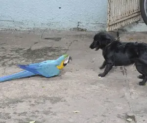 Neguinho não quis muita conversa com a visitante  (Foto: Divulgação / O Pantaneiro)