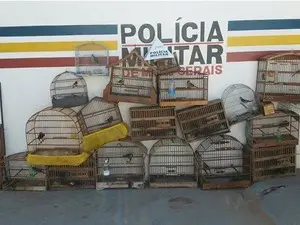 Aves foram levadas para centro de triagem do Ibama (Foto: Divulgação/ Polícia Militar)