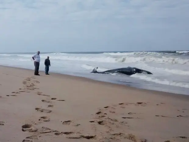 Baleia encontrada morta entre as praias Grande e do Ervino, em São Francisco do Sul (Foto: Bombeiros Voluntários/Divulgação)