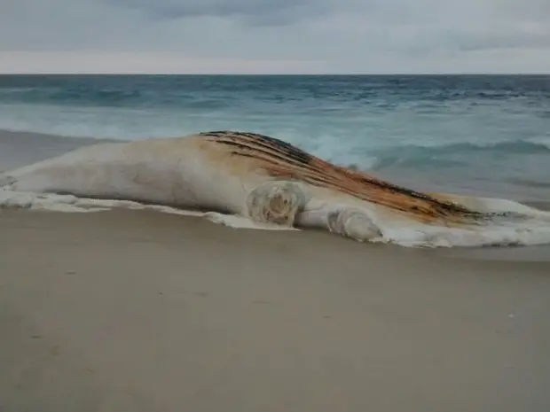 Animal será avaliado por universitários e técnicos do meio ambiente (Foto: Romário Barros/Lei Seca Maricá)