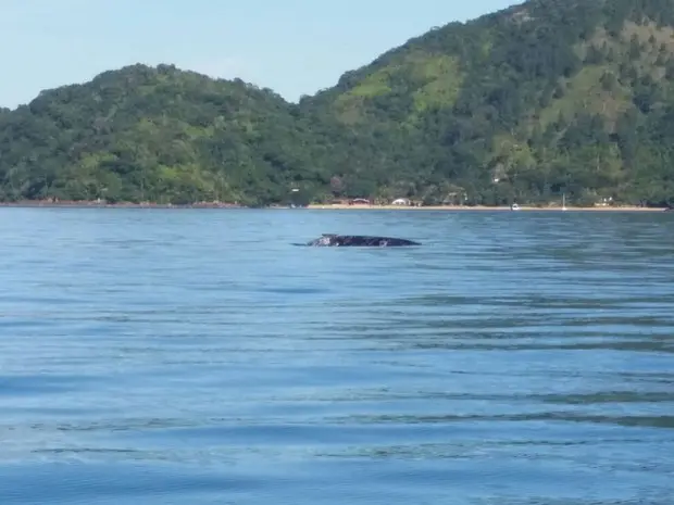 Baleia jubarte é avistada em Caraguá (Foto: Arquivo Pessoal/Icbio Esec Tupinambás e seus voluntários)