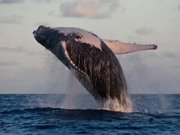 Registro feito de baleia pelo Projeto Baleia Jubarte no ano de 2014 (Foto: Divulgação/Projeto Baleia Jubarte)