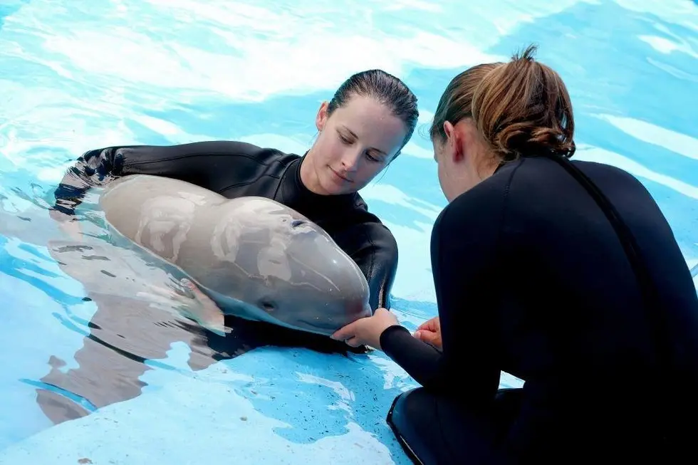 Foto: Facebook/SeaWorld
