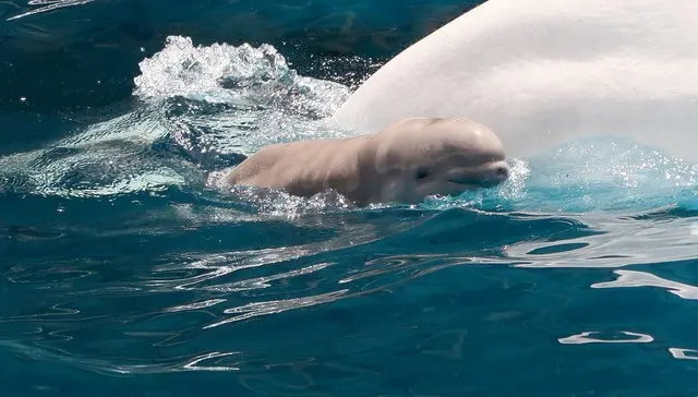 Foto: Facebook/SeaWorld
