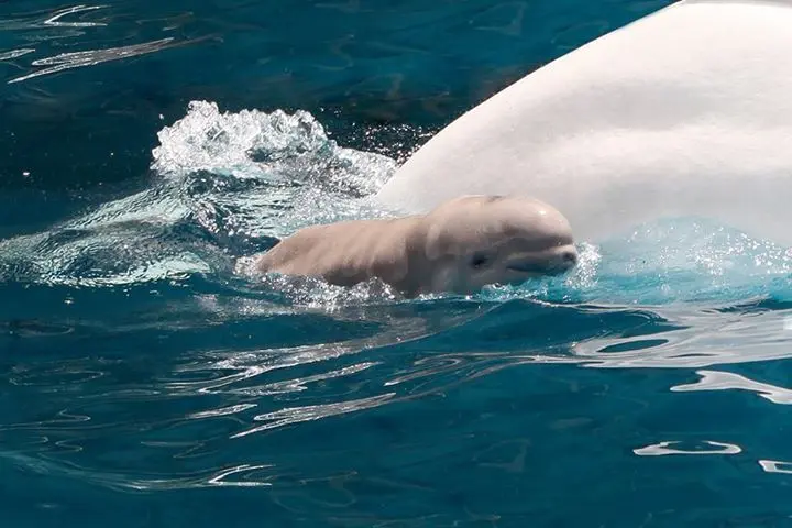Foto: Facebook/SeaWorld