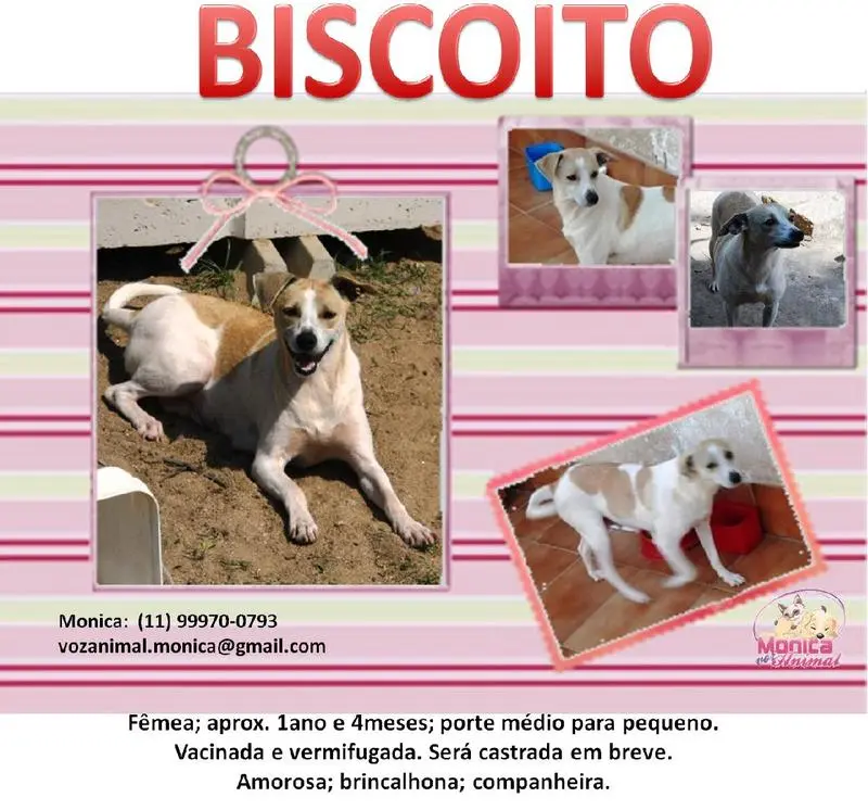biscoito