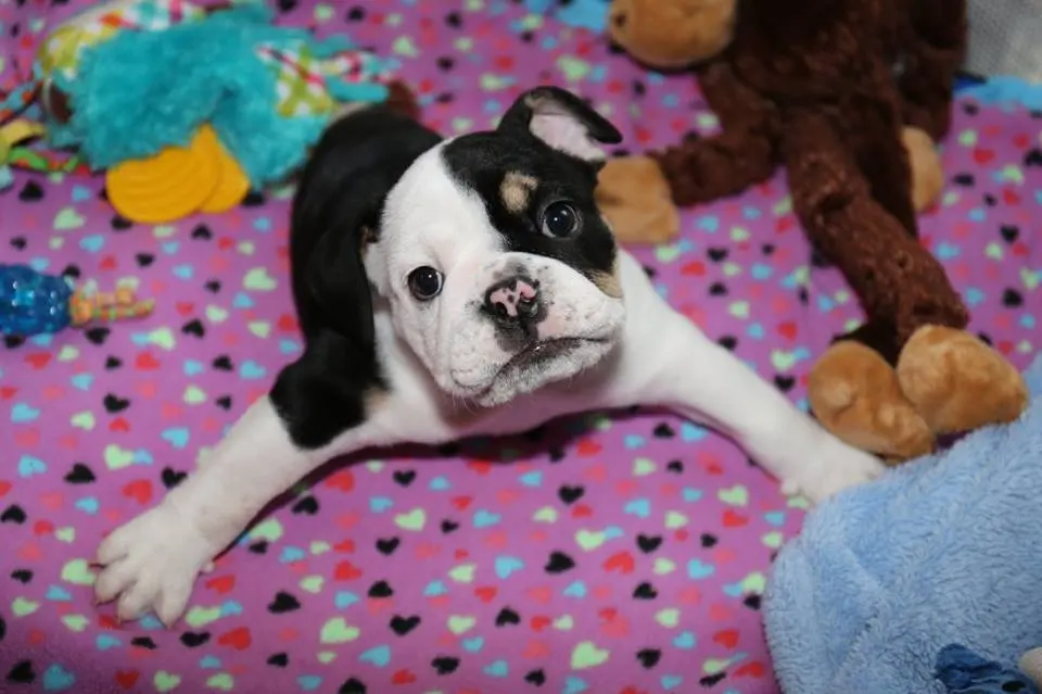 Foto: Facebook/BonsaiHalfABulldogTwiceTheLove