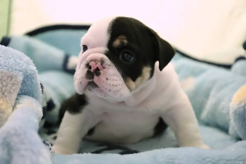 Foto: Facebook/BonsaiHalfABulldogTwiceTheLove